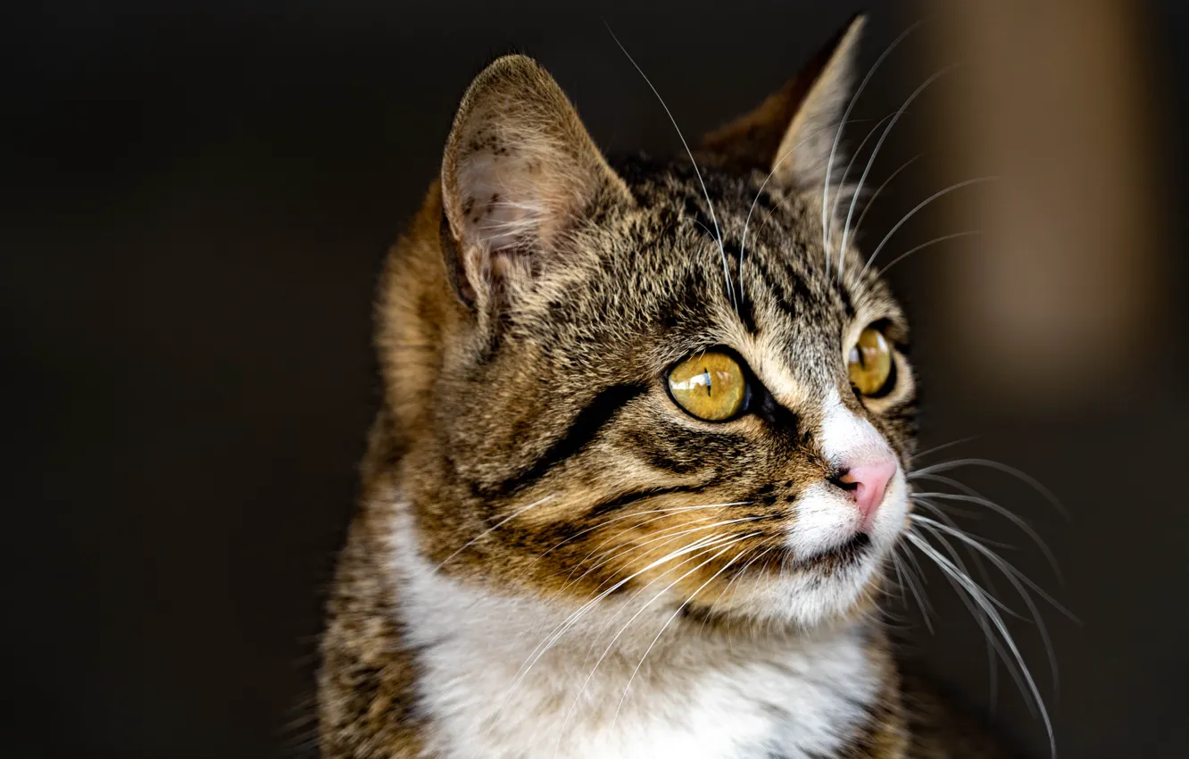 Photo wallpaper cat, cat, look, background, portrait, muzzle, cat