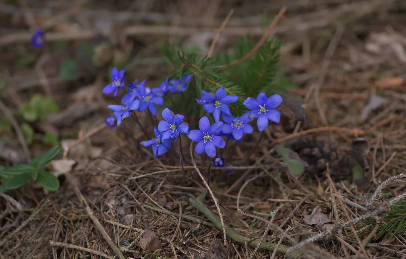 Photo wallpaper forest, flowers, needles, peconomica