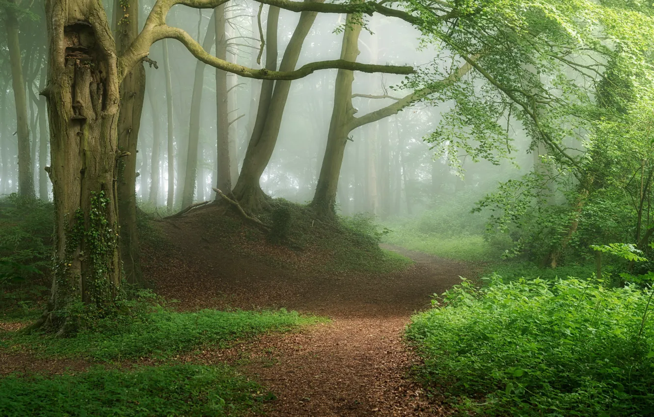 Photo wallpaper forest, fog, photo, path