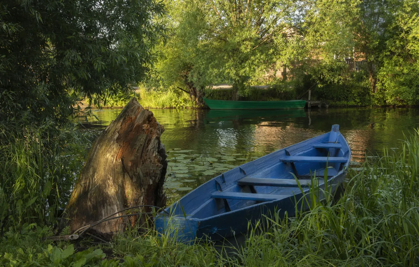 Photo wallpaper greens, summer, grass, trees, branches, blue, lake, shore