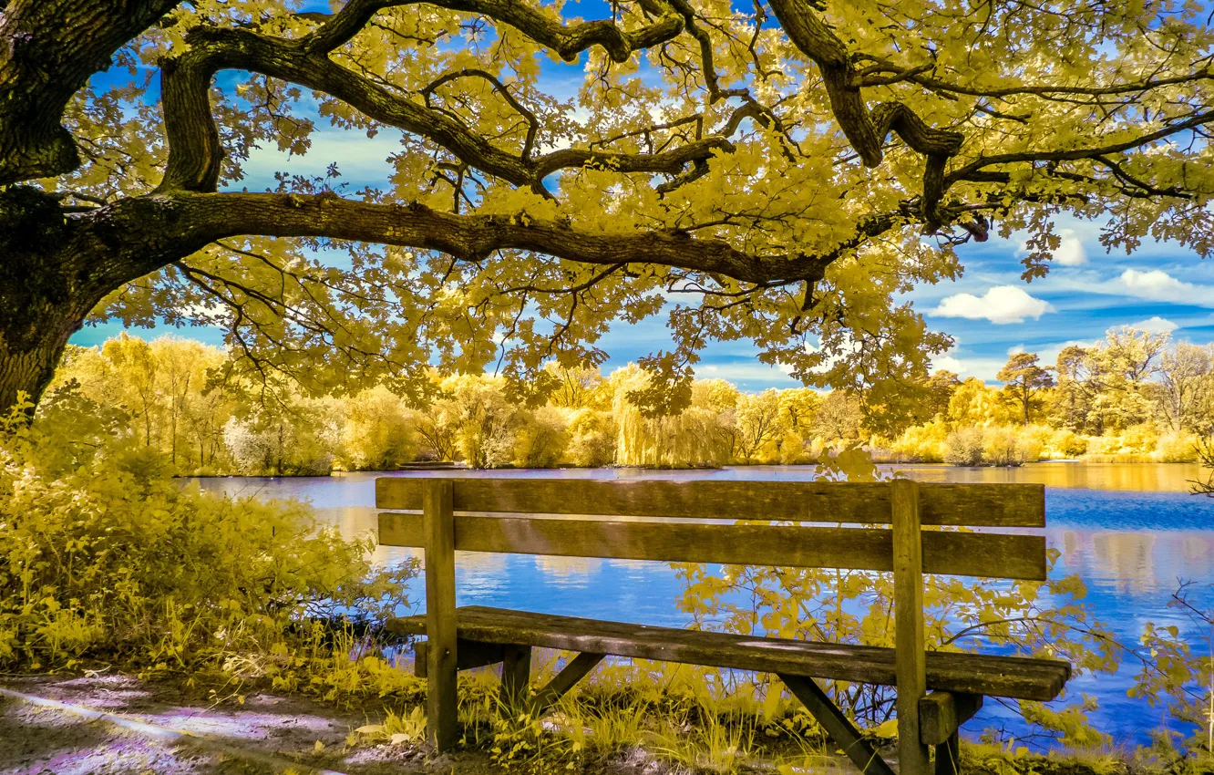 Photo wallpaper autumn, the sky, clouds, trees, pond, Park, bench