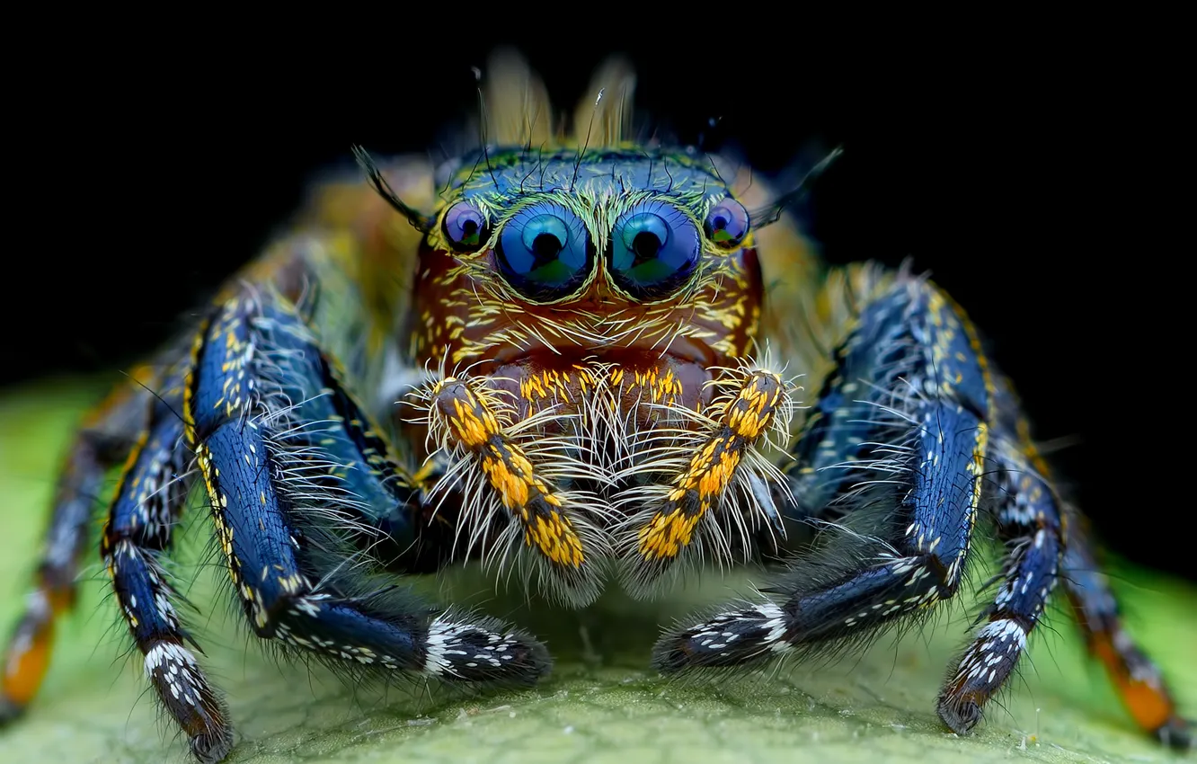 Photo wallpaper eyes, spider, hairy, look, jumper