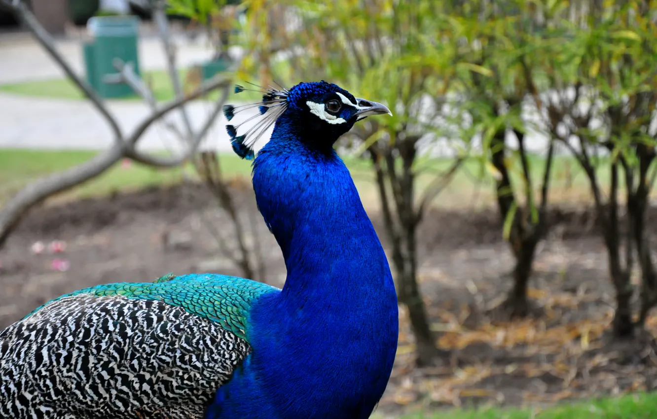 Photo wallpaper bird, peacock, bird, tail, beautiful bird, bright plumage, peacock, beautiful bird