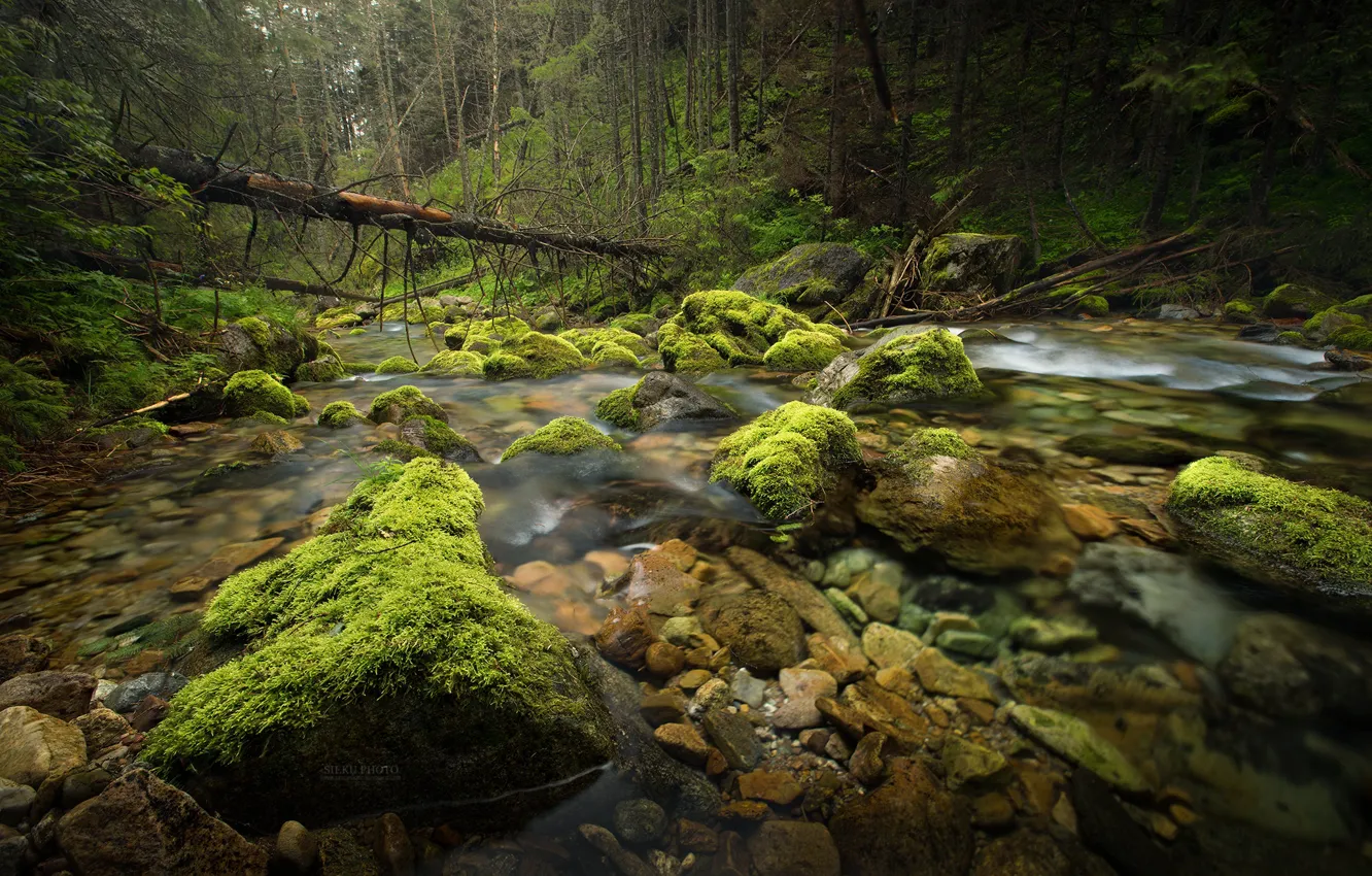 Photo wallpaper forest, trees, nature, stream, stones, moss