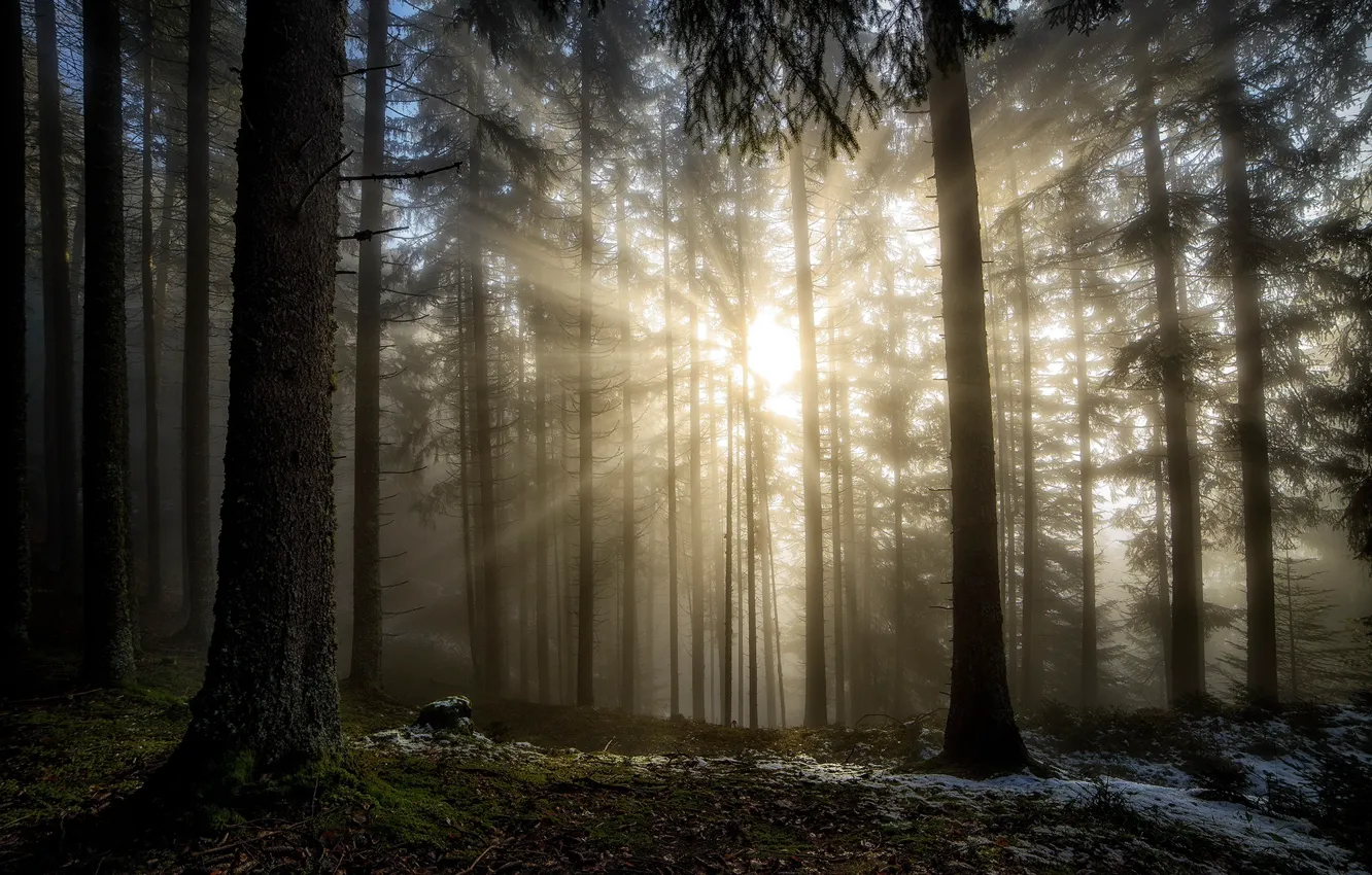 Photo wallpaper forest, the sun, rays, light, nature