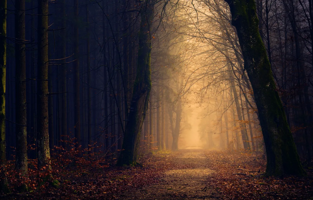 Photo wallpaper road, forest, leaves, trees, branches, nature, fog, the way