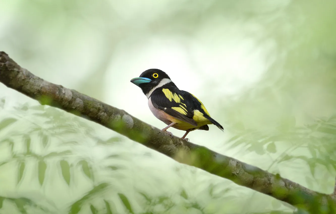 Photo wallpaper leaves, branches, bird, wildlife, broadbill