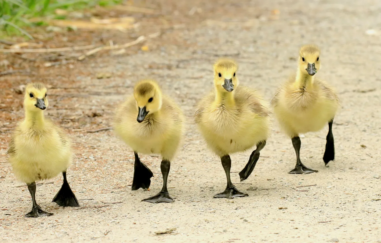 Photo wallpaper nature, bird, duck