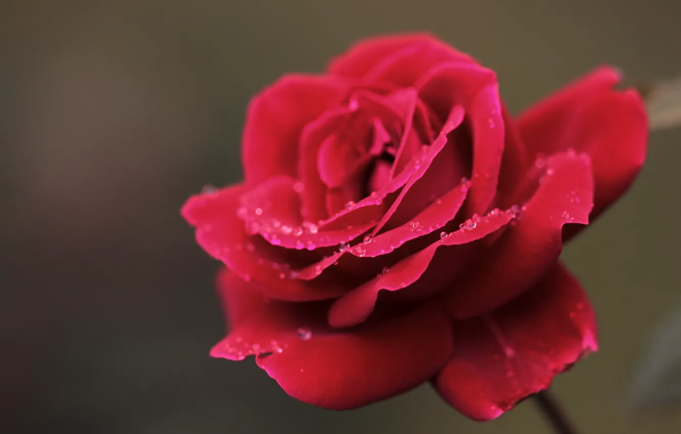 Photo wallpaper flower, drops, macro, Rosa, rose, petals, red