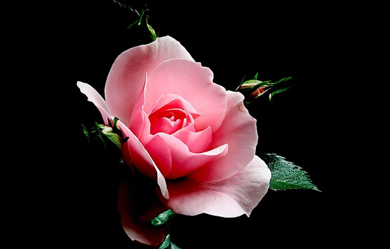 Photo wallpaper roses, pink, black background