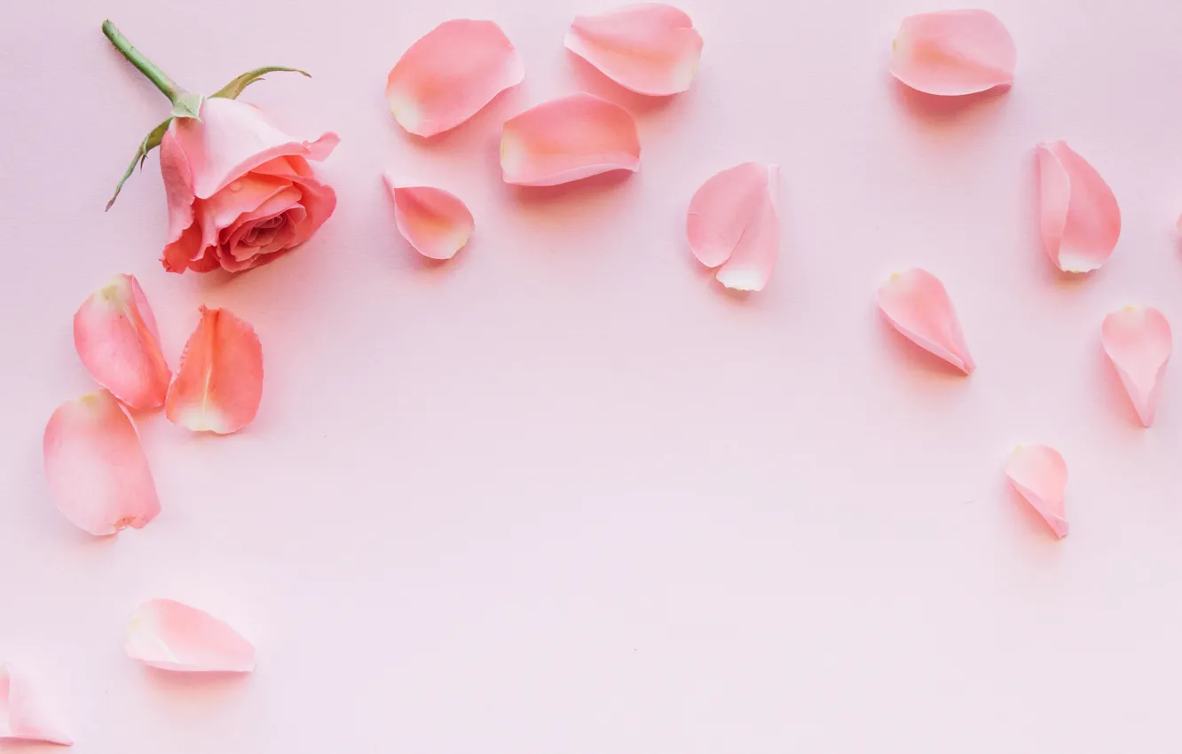 Photo wallpaper flowers, pink, rose, petals