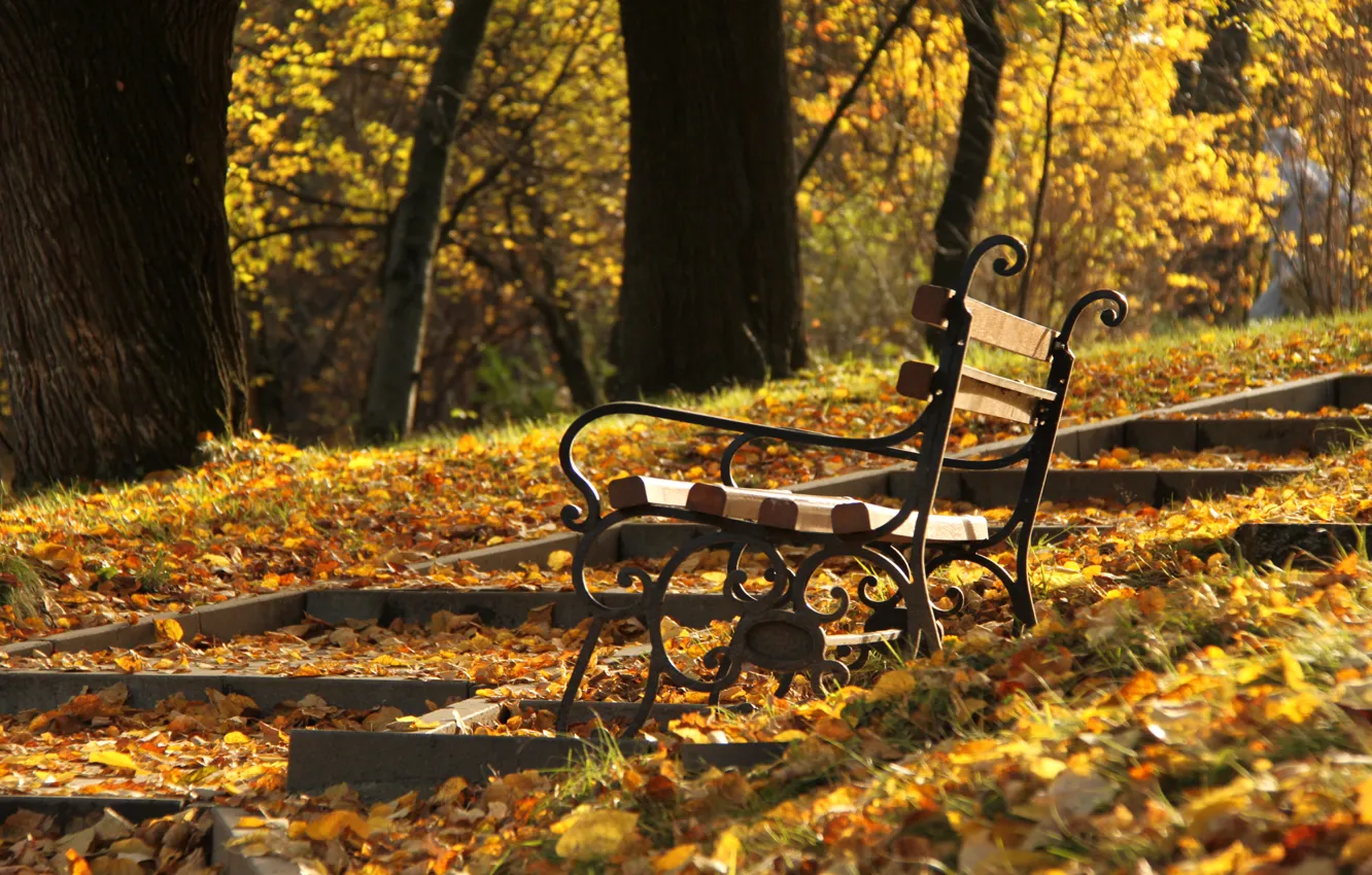 Photo wallpaper autumn, trees, Park, slope, stage, Bench, Sunny day, time of the year