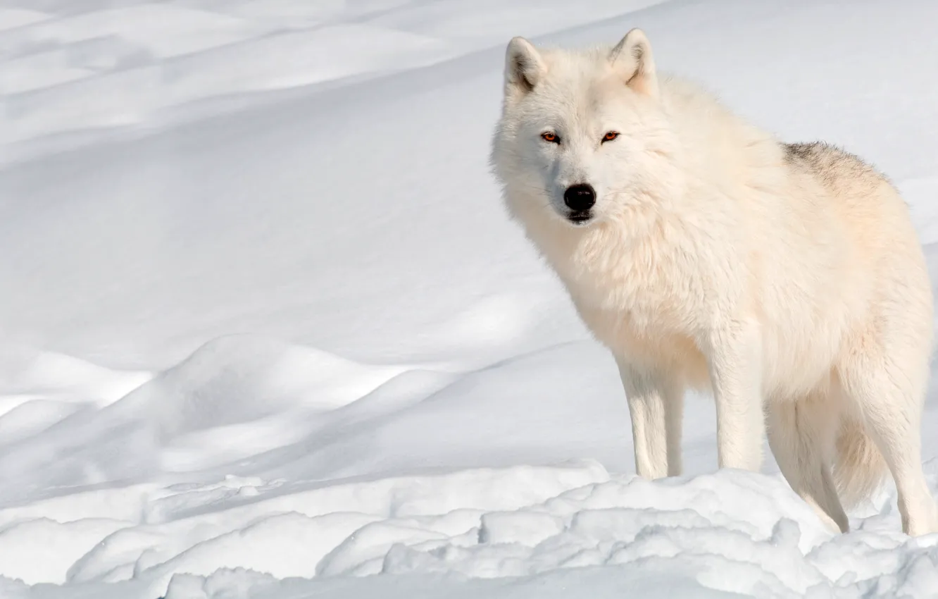 Photo wallpaper winter, white, the sun, snow, wolf, predator, the snow