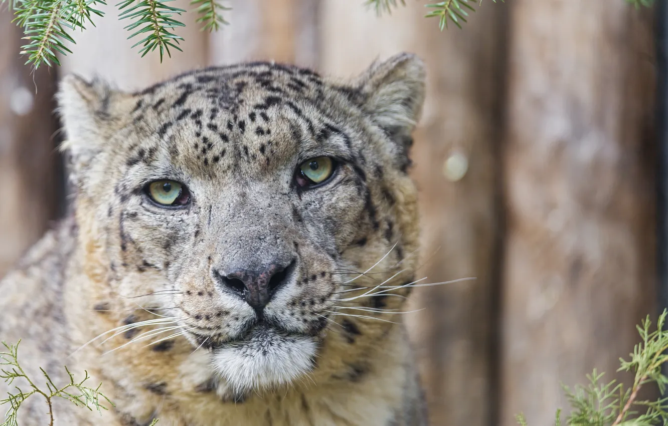 Photo wallpaper cat, face, portrait, IRBIS, snow leopard, ©Tambako The Jaguar