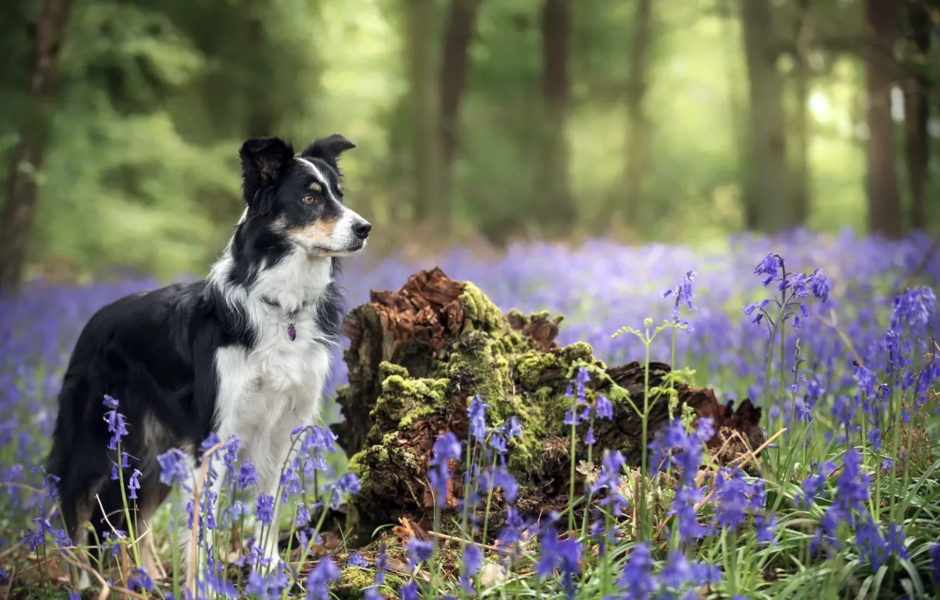 Photo wallpaper flowers, nature, each, dog