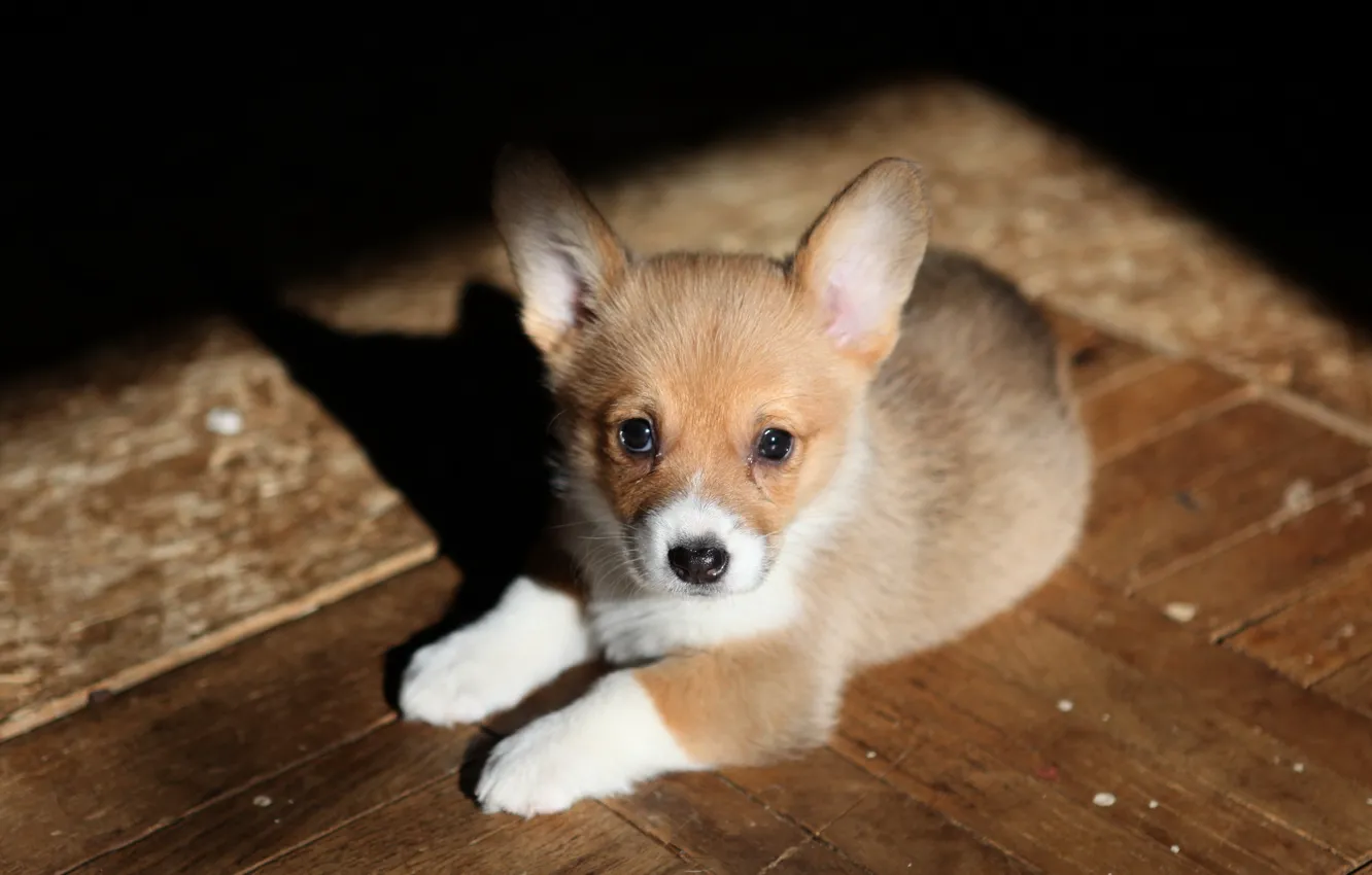 Photo wallpaper look, each, dog