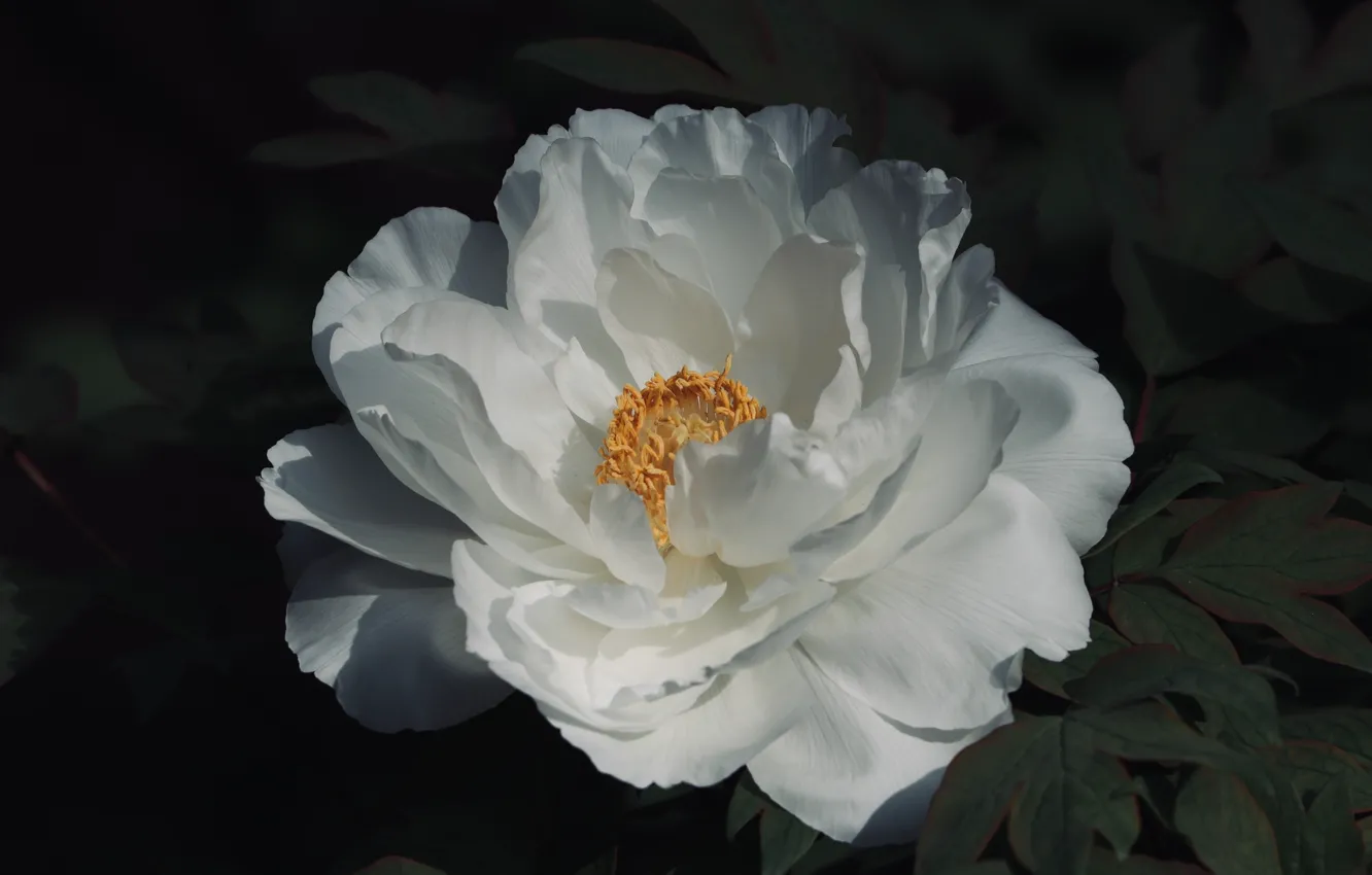Photo wallpaper flowers, nature, beautiful, peonies