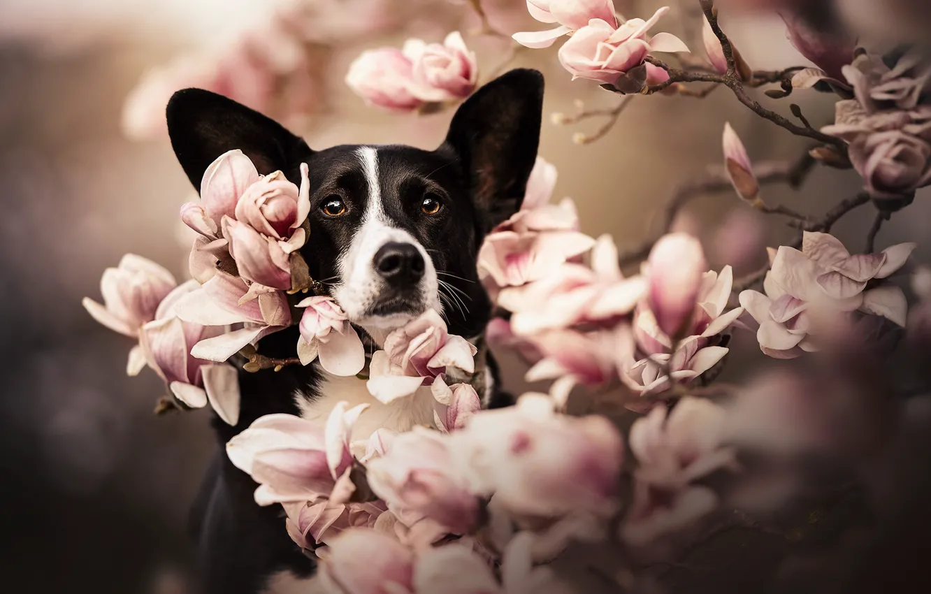 Photo wallpaper face, branches, dog, ears, flowering, flowers, Magnolia, Welsh Corgi