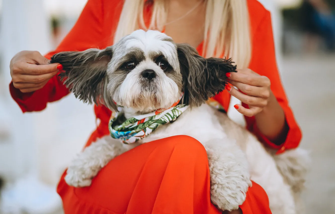 Photo wallpaper look, girl, pose, sweetheart, dog, hands, blonde, puppy