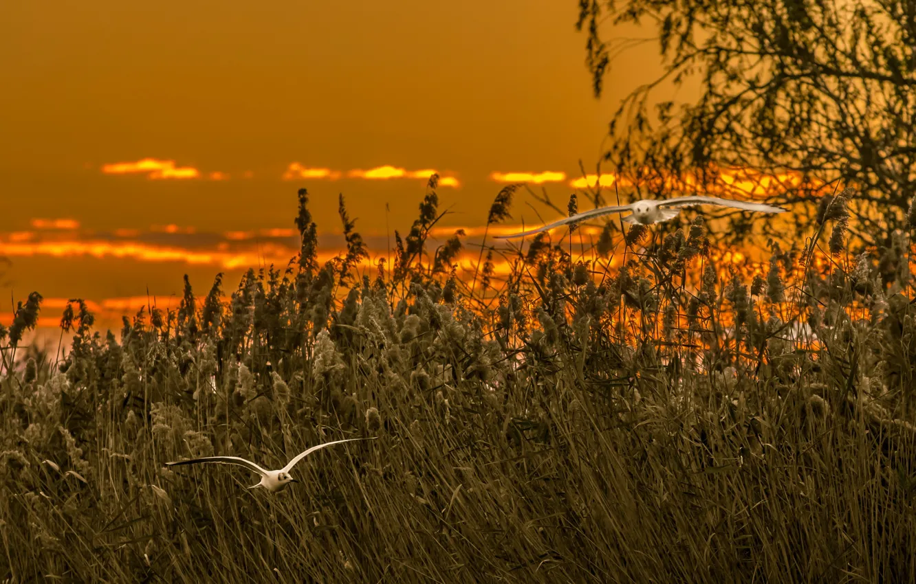 Photo wallpaper sunset, birds, reed
