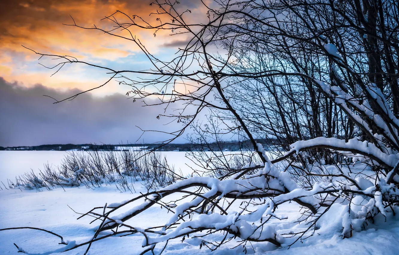 Photo wallpaper winter, snow, trees, branches, the bushes