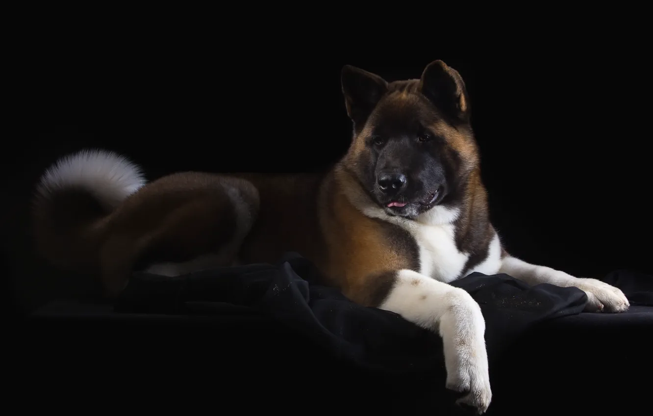 Photo wallpaper handsome, dog, American Akita