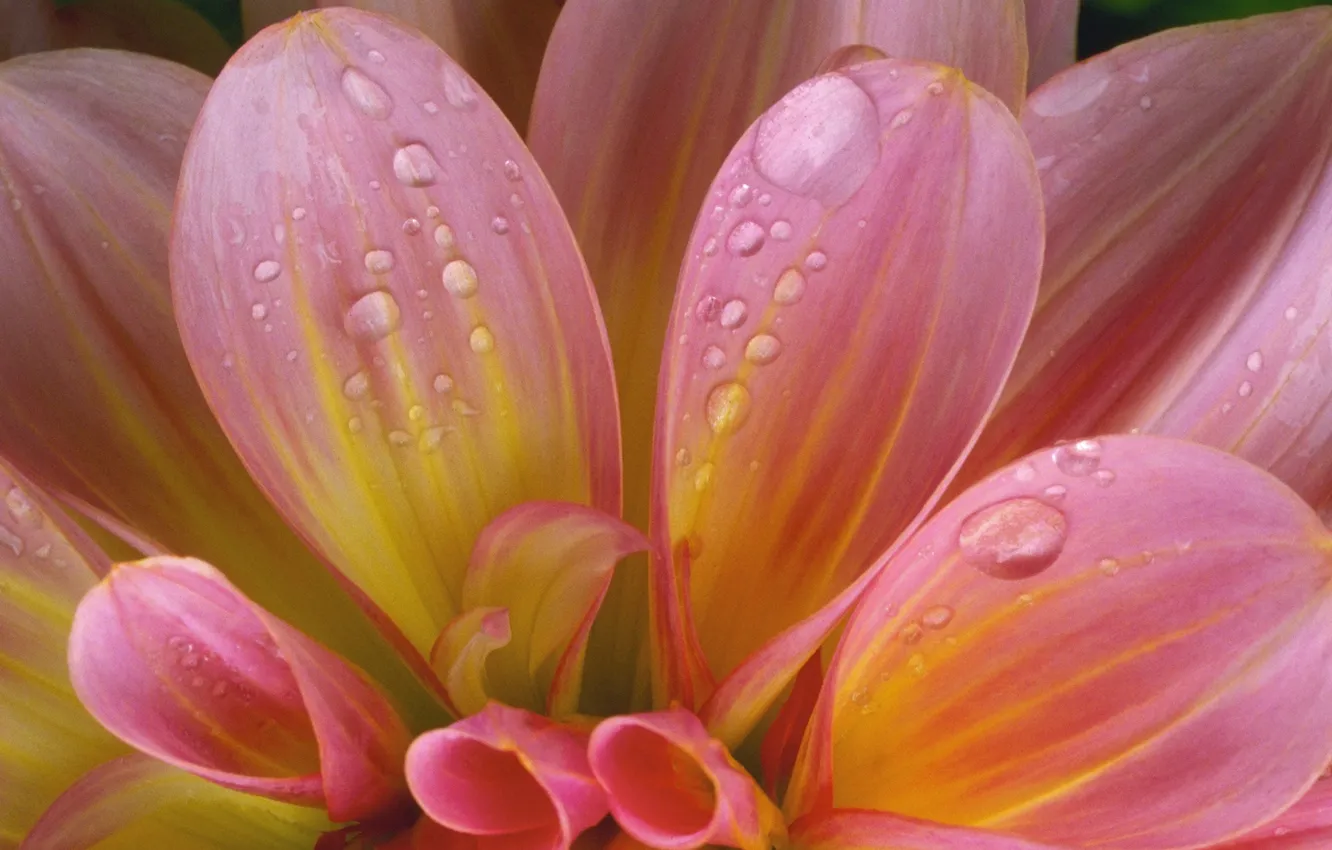 Photo wallpaper flower, drops, tenderness
