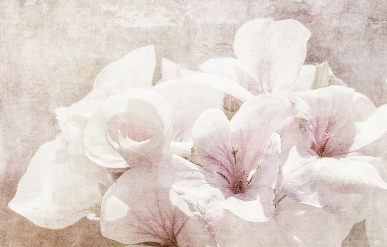 Photo wallpaper flowers, nature, style