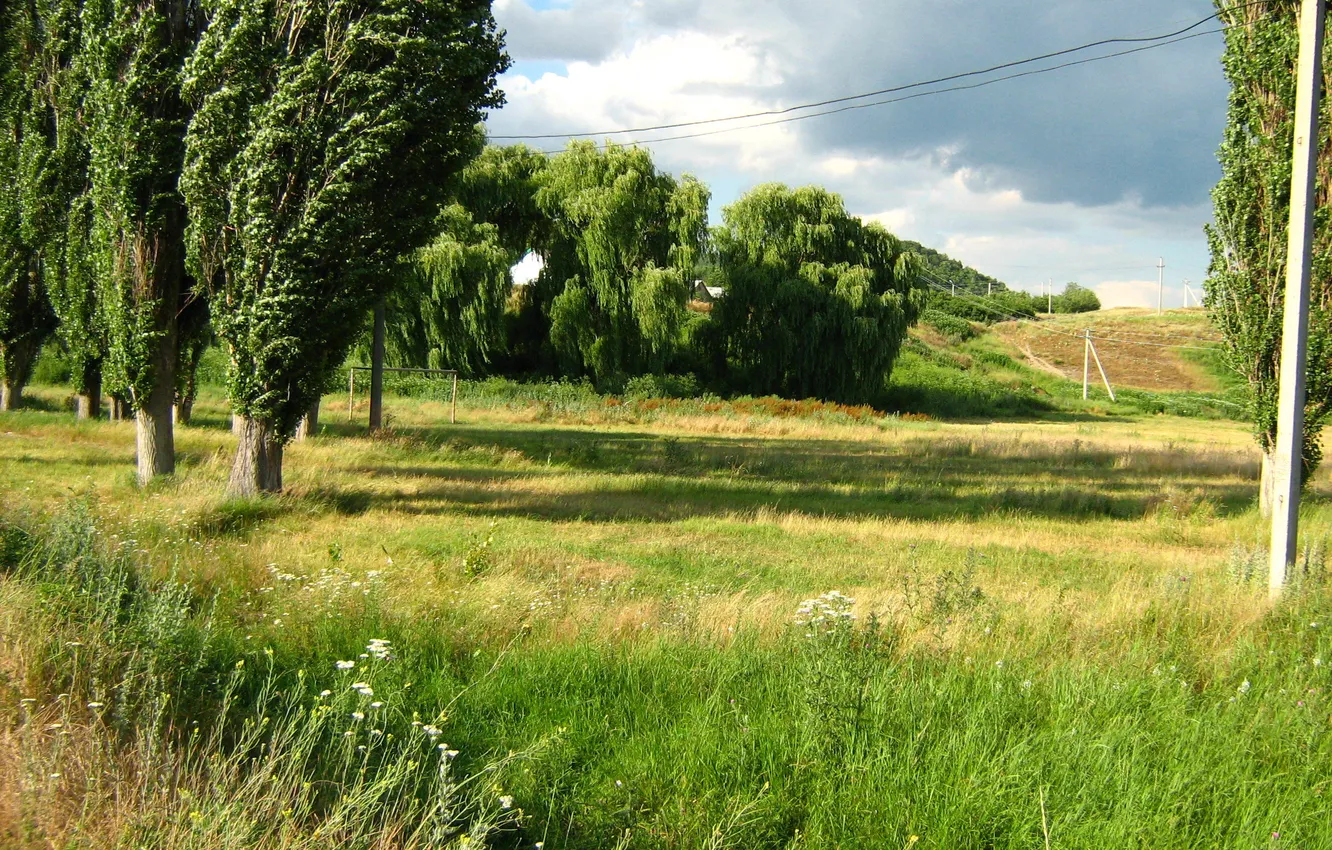 Photo wallpaper summer, leaves, trees, foliage