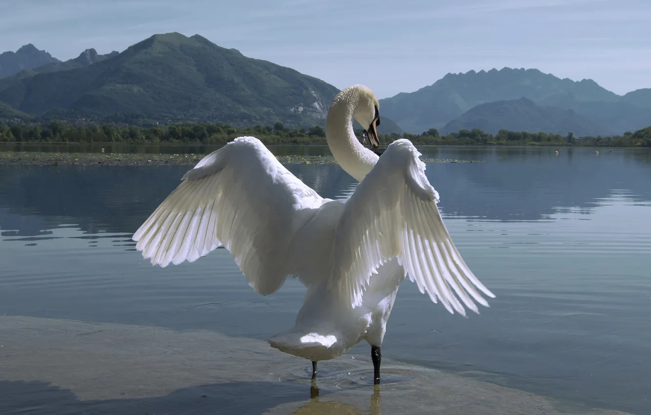 Photo wallpaper mountains, nature, lake, bird, wings, swans