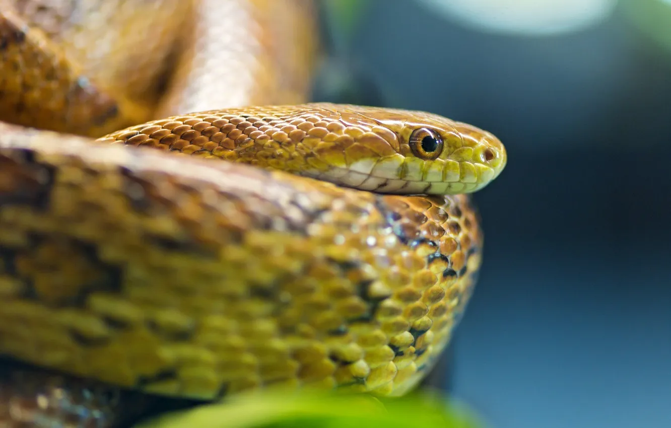 Photo wallpaper eyes, snake, scales