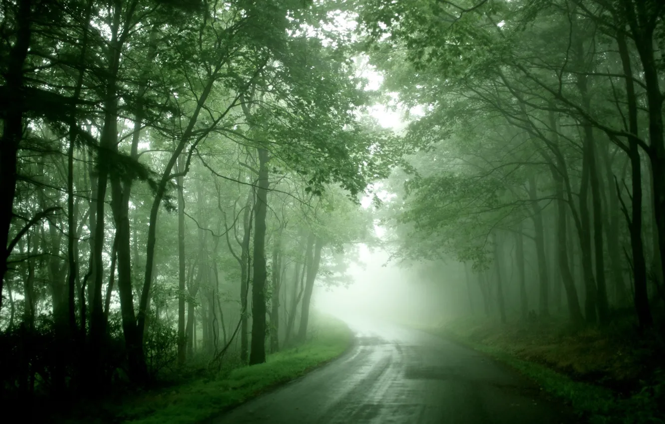 Photo wallpaper road, forest, trees, fog