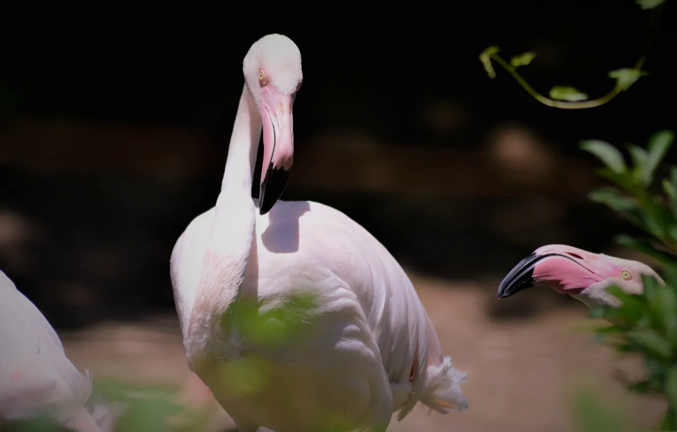 Photo wallpaper bird, beak, Flamingo, neck