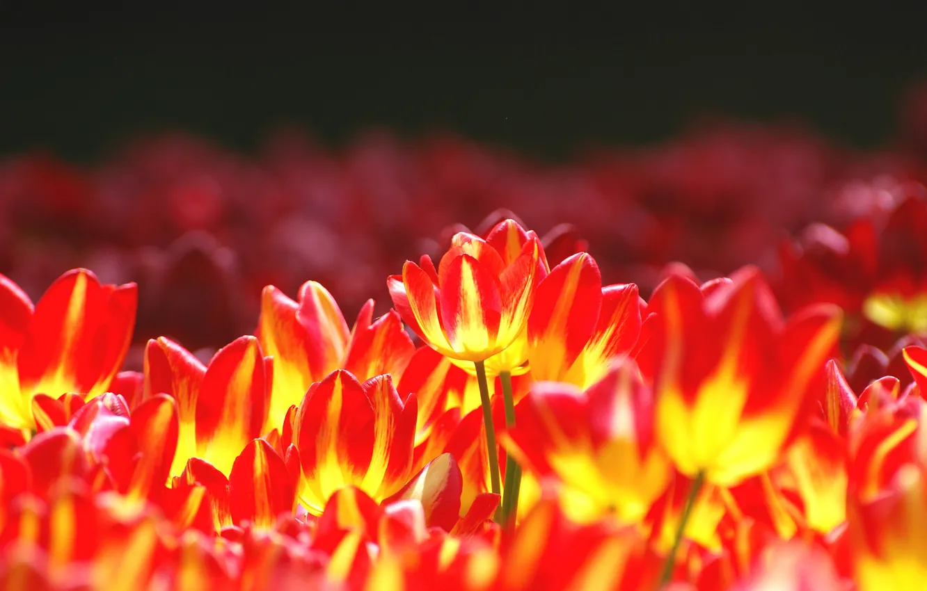 Photo wallpaper flowers, bright, tulips, flowerbed, yellow-red
