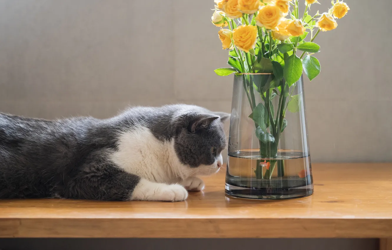 Photo wallpaper cat, cat, look, flowers, pose, table, bouquet, vase