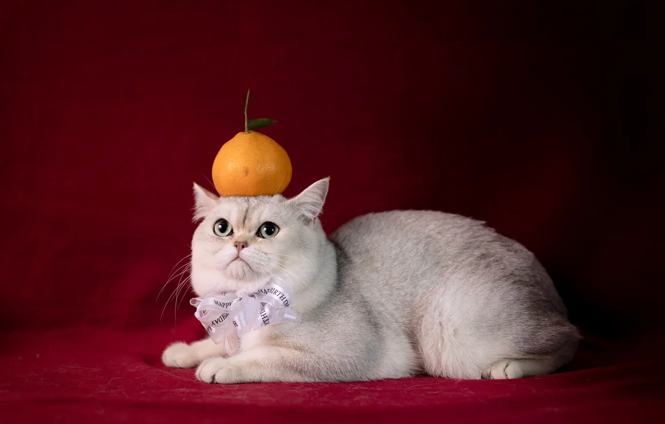 Photo wallpaper cat, white, cat, look, fruit, lies, bow, red background