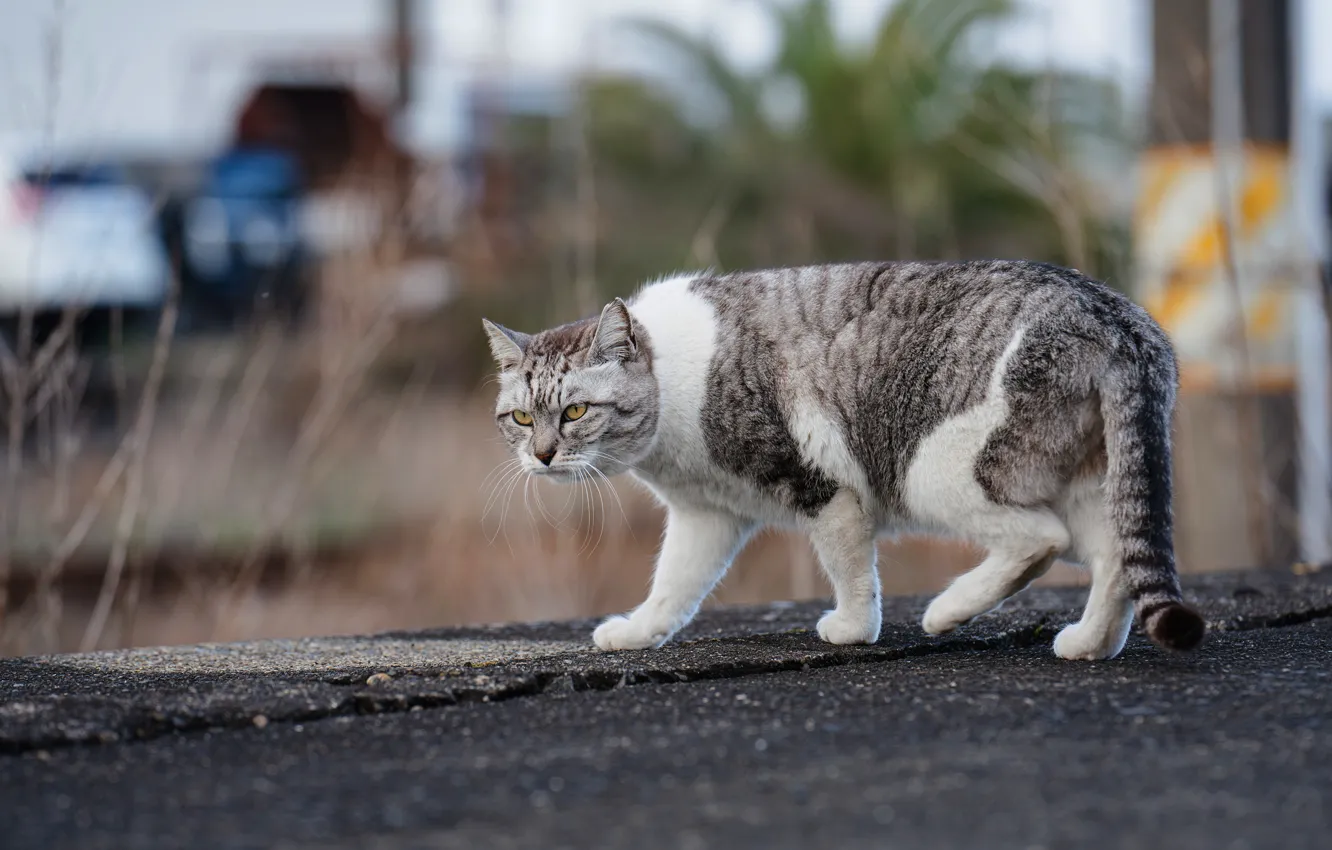 Photo wallpaper cat, walk, street