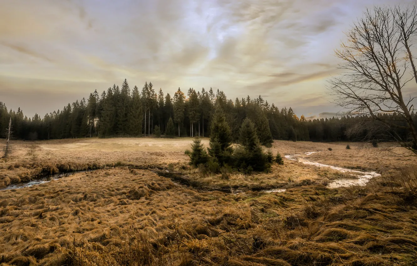 Photo wallpaper field, autumn, forest, trees, dry grass