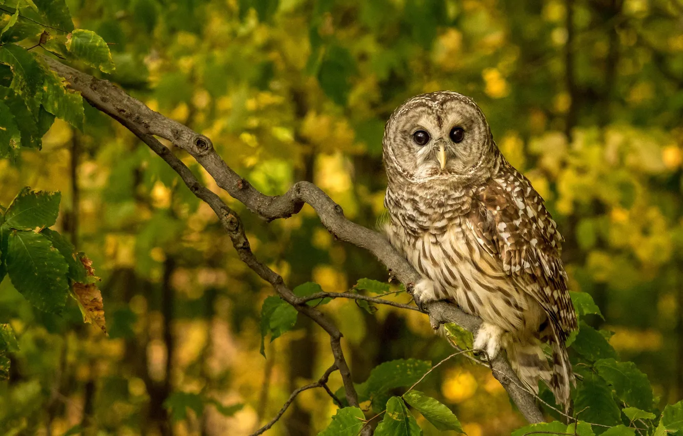 Photo wallpaper owl, bird, branch, A barred owl