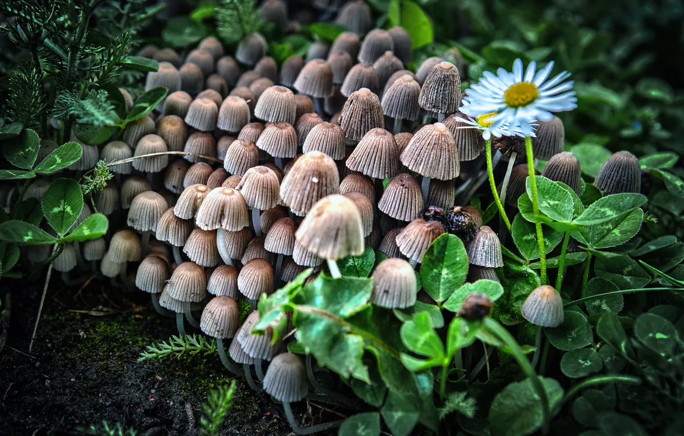 Photo wallpaper greens, flowers, nature, mushrooms, chamomile, leaves, clearing, a lot