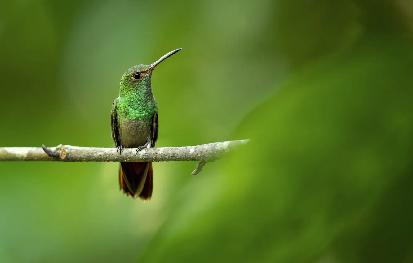 Photo wallpaper background, bird, branch, Hummingbird