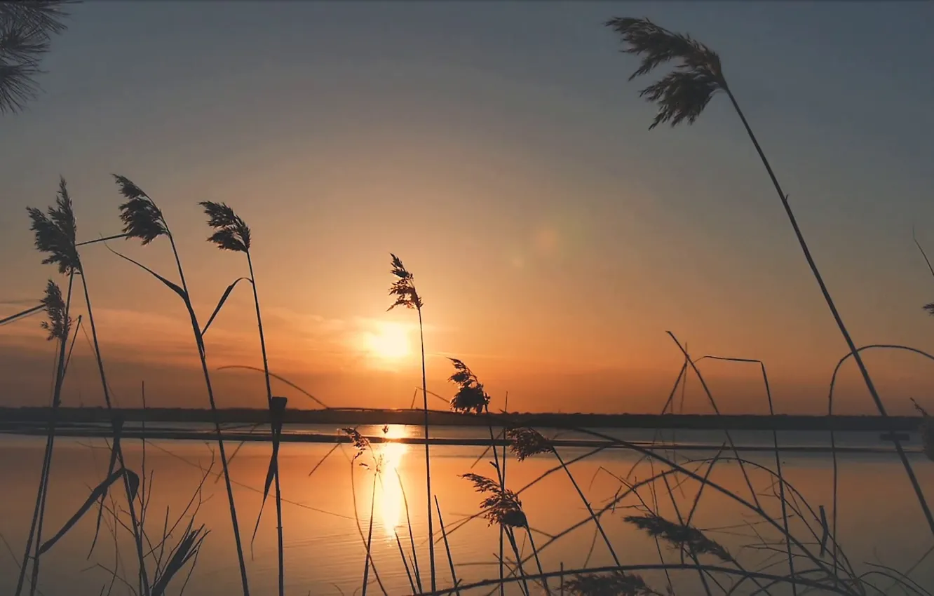 Photo wallpaper sunset, river, plants, the evening, Bank, warm colors, reeds blowing in the wind, panoramic footage
