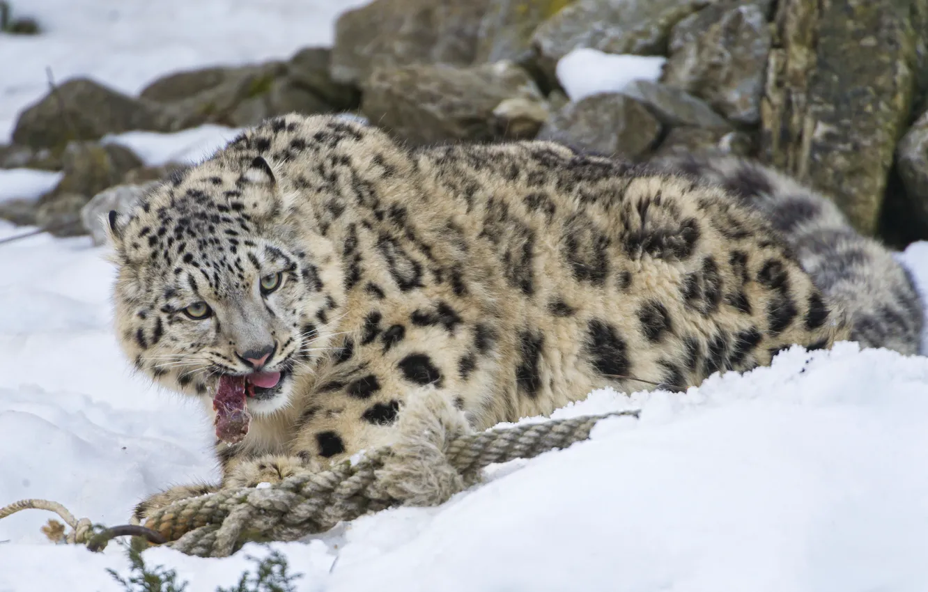 Photo wallpaper cat, snow, meat, IRBIS, snow leopard, kitty, ©Tambako The Jaguar