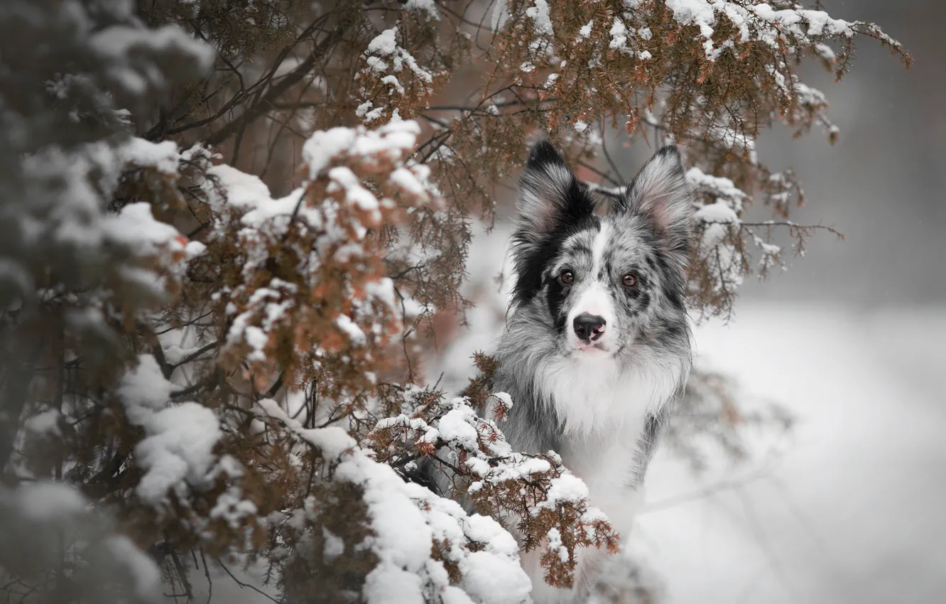 Photo wallpaper winter, leaves, snow, branches, dog, needles, the border collie