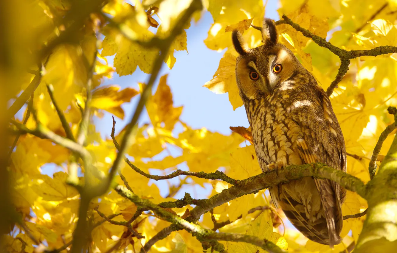 Photo wallpaper autumn, leaves, light, branches, owl, bird, eared, owl