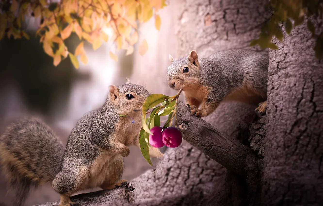 Photo wallpaper animals, nature, berries, sprig, tree, foliage, a couple, proteins