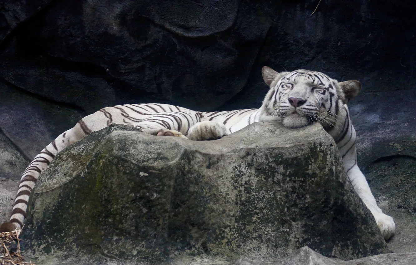 Photo wallpaper white, tiger, stone, sleeping, lies, happy face