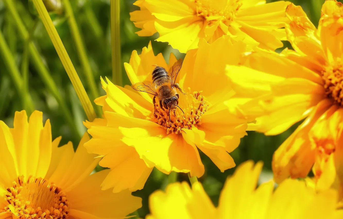 Photo wallpaper yellow, flowers, macro, summer, bee, pollination