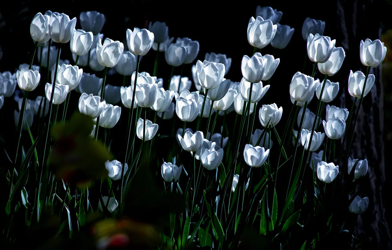 Photo wallpaper lighting, tulips, white