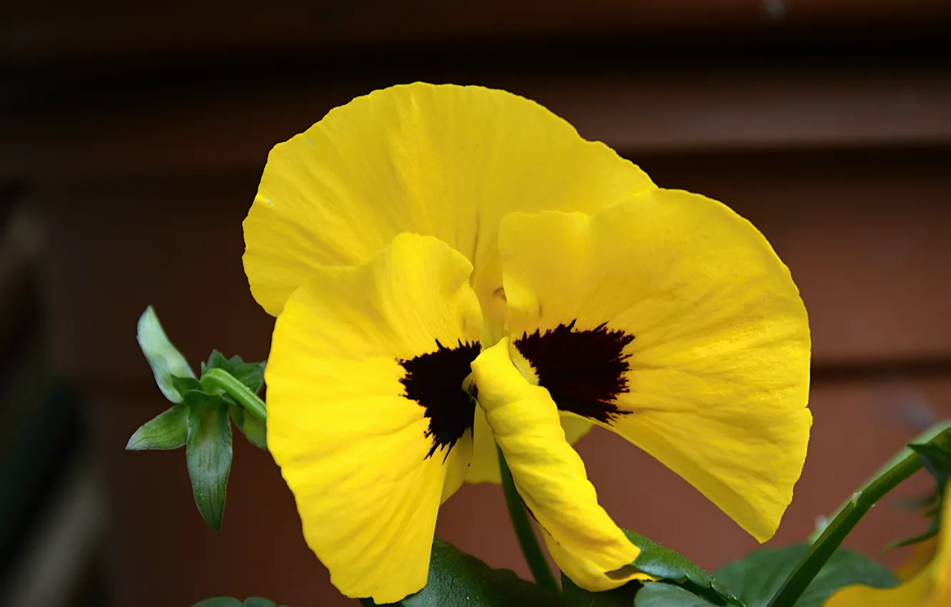 Photo wallpaper macro, macro, viola, Yellow flower, Yellow flower